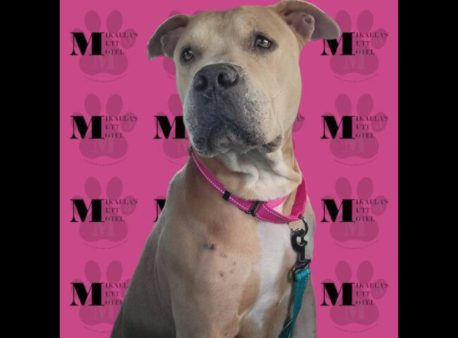 Mikaela’s Mutt Motel - Dutchess