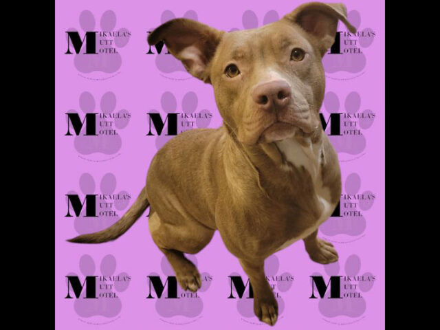 Mikaela’s Mutt Motel - Pumpkin