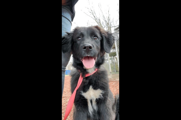 Montgomery County Animal Care and Control - Shug