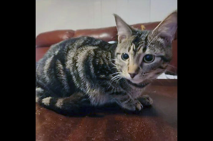 Puurrrfect Paws Rescue & Cat Cafe - Castor