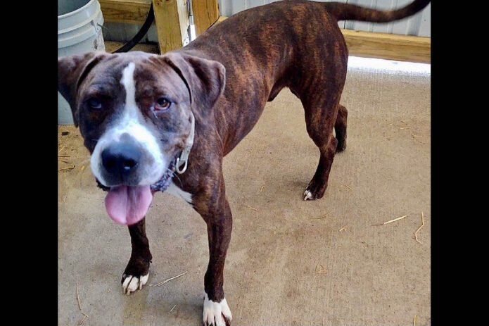 Stewart County Faithful Friends Animal Rescue - Drako