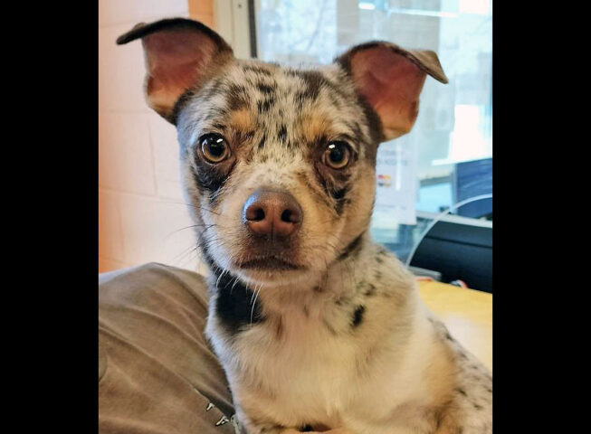 Montgomery County Animal Care and Control - Jenkin
