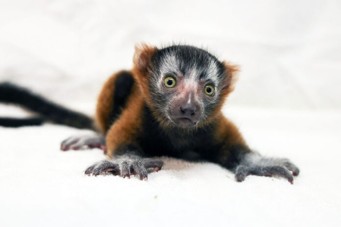 Baby Red Ruffed Lemu Helios at the Nashville Zoo. (Nashville Zoo)