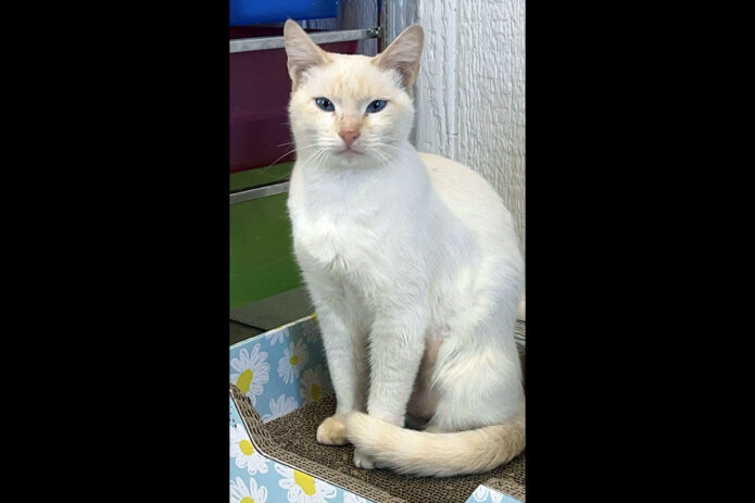 Cat Adoption Team of Stewart County (CATS) - Dutchess