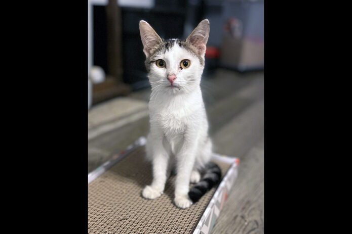 Finders Keepers Cat Rescue - Angus