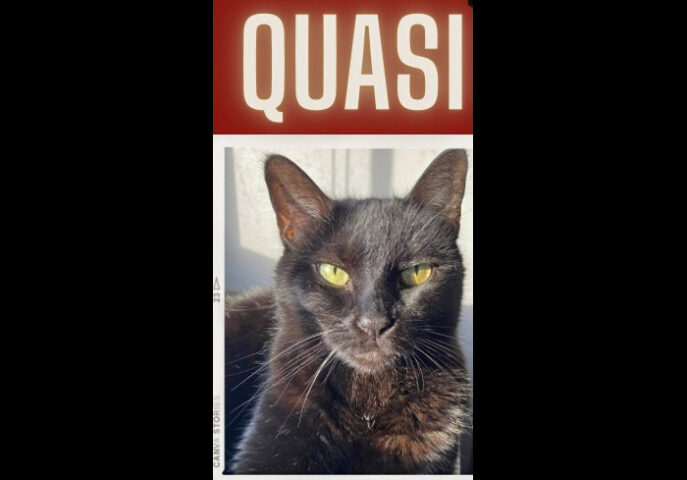 Finders Keepers Cat Rescue - Quasi