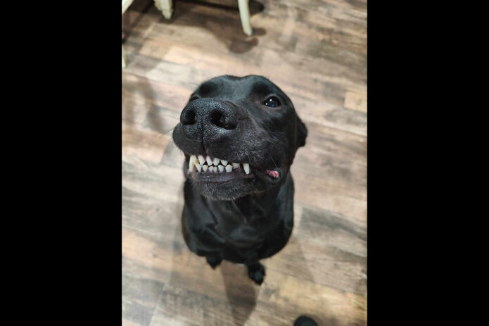 Kaylee’s Island of Misfit Dogs Rescue - Dopey