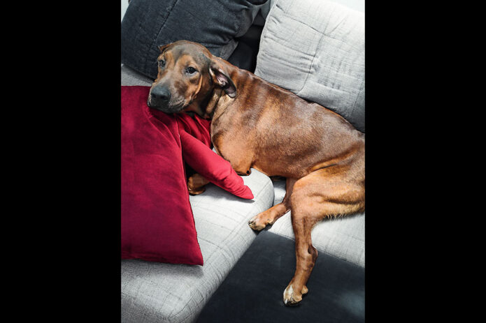 Kaylee’s Island of Misfit Dogs Rescue - Woody