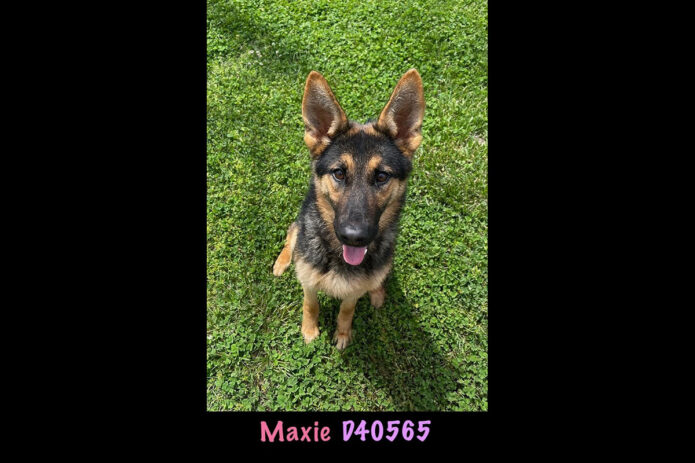 Montgomery County Animal Care and Control -Maxie