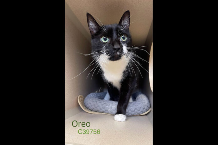 Montgomery County Animal Care and Control - Oreo