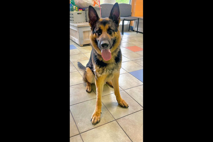 Montgomery County Animal Care and Control - Roscoe