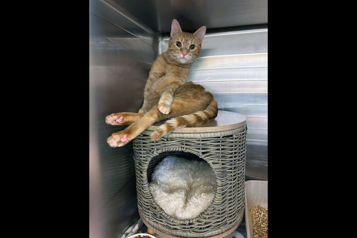 Puurrrfect Paws Rescue & Cat Cafe - Gilligan