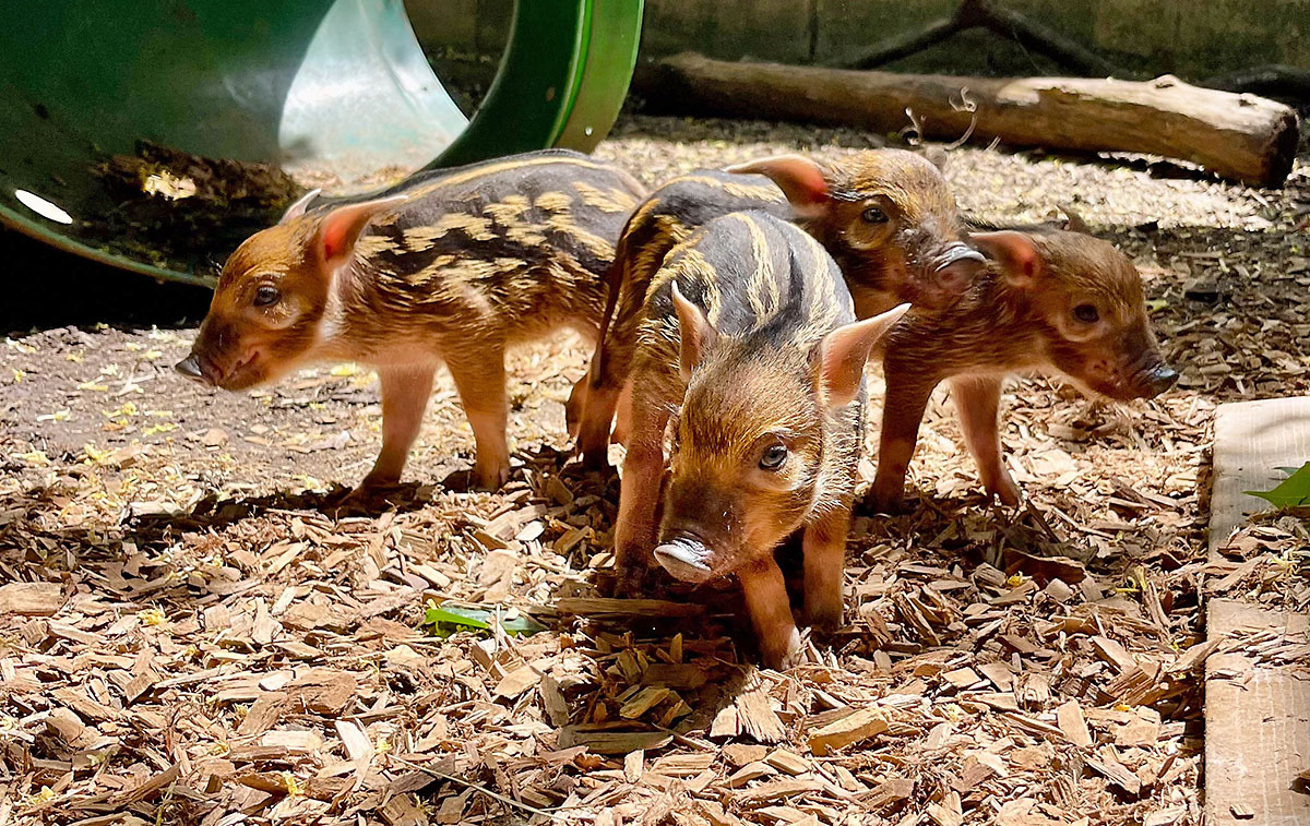 Nashville Zoo Welcomes Adorable Piglet Quartet: Fig, Peach