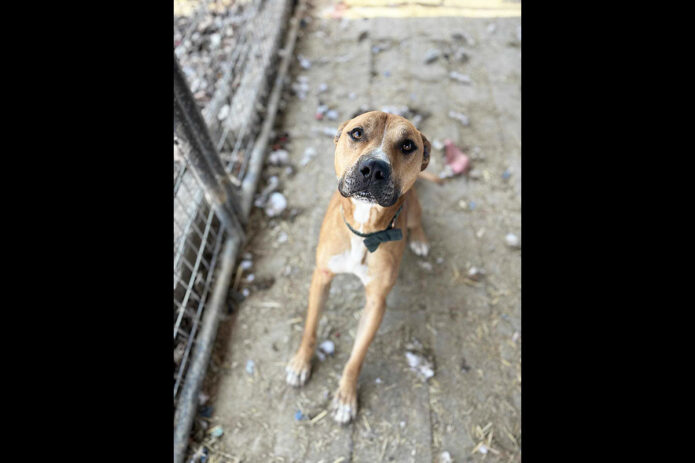 Sagley’s Biker Bully Farm - Houston