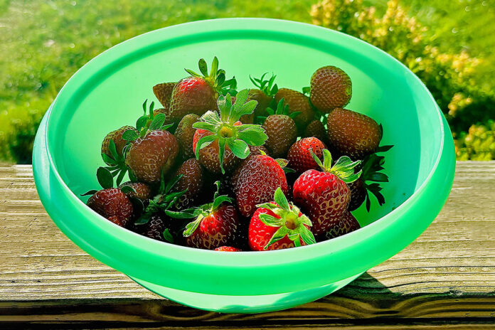 Tennessee Strawberries