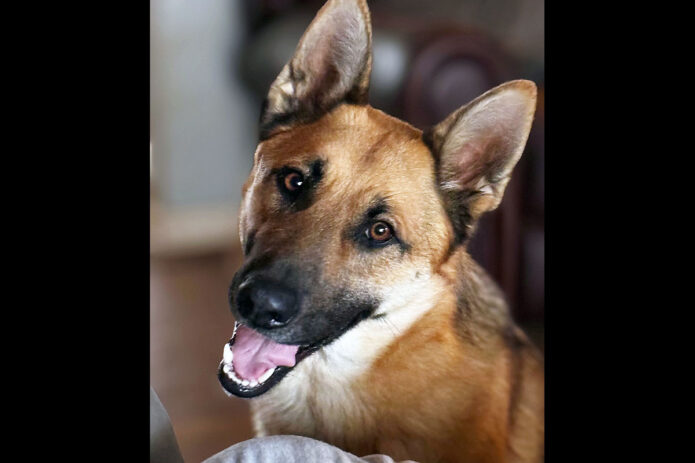 Two Ladies Caring Dog Rescue - Dash