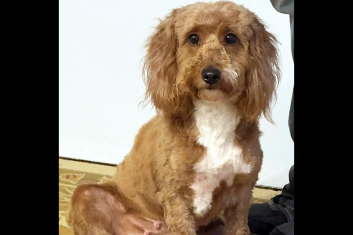 Two Ladies Caring Dog Rescue -Tootsie