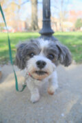 Chipper