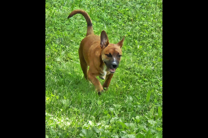 Companion Pet Rescue of Middle Tennessee - Reba