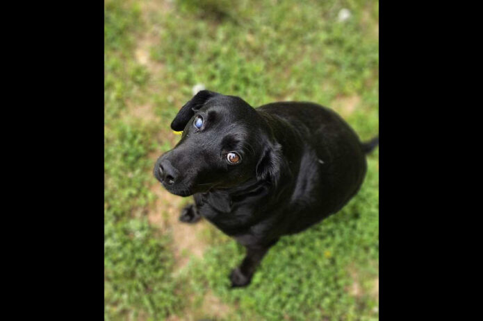 Kaylee’s Island of Misfit Dogs Rescue - Inky