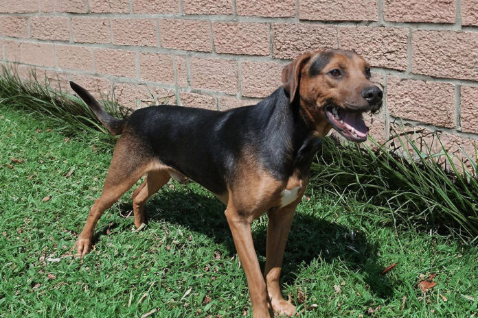 Piccolo - Kaylee’s Island of Misfit Dogs Rescue