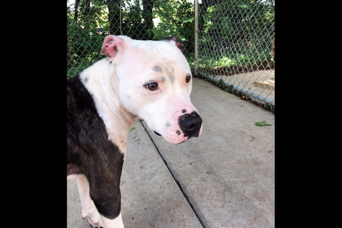 Montgomery County Animal Care and Control - Achilles