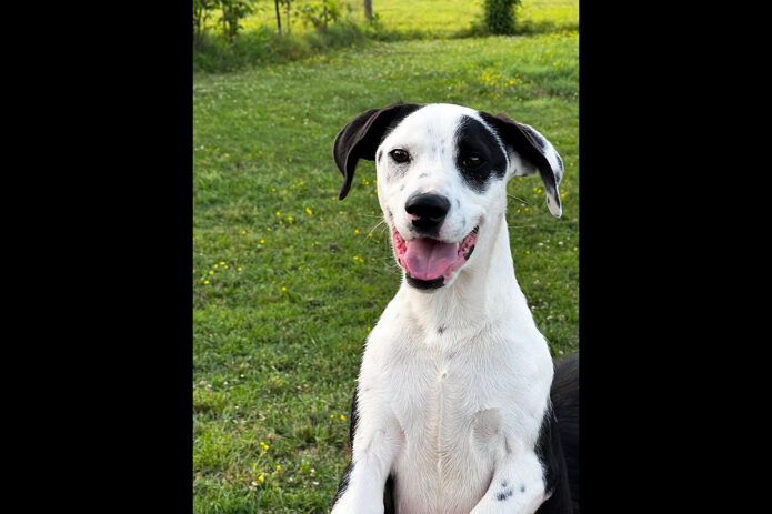 Two Ladies Caring Dog Rescue - Sugar