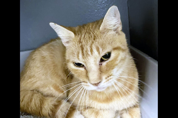 Finders Keepers Cat Rescue - Tropicana