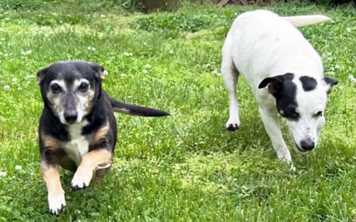 Hot Rod’s Garage Senior Sanctuary - Darla & Spanky