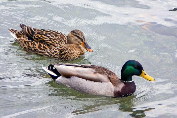 Mallard Ducks
