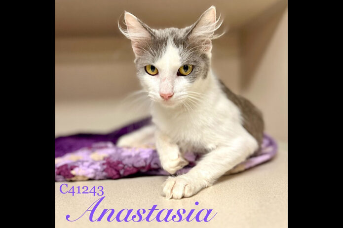 Montgomery County Animal Care and Control - Anastasia