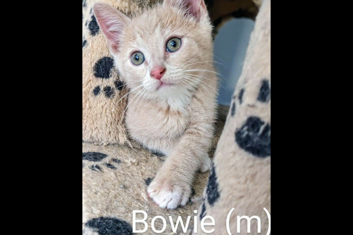 Puurrrfect Paws Rescue & Cat Cafe - Bowie