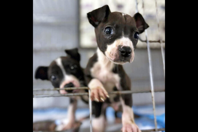 Sagley’s Biker Bully Farm -Puppy Palooza