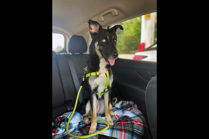 Two Ladies Caring Dog Rescue - Lagatha