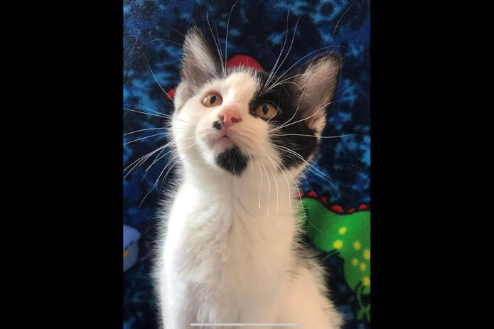 Cat Adoption Team of Stewart County (CATS) - Duke