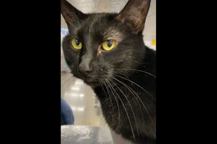 Finders Keepers Cat Rescue - Amy Furry Fowler