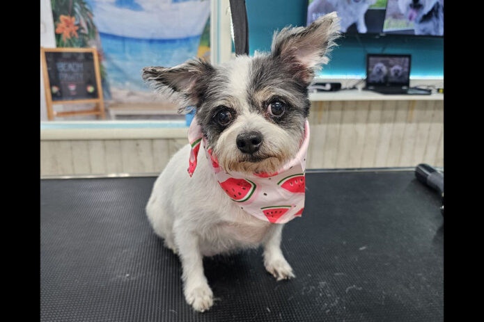 Hot Rod Garage Senior Sanctuary - Bella