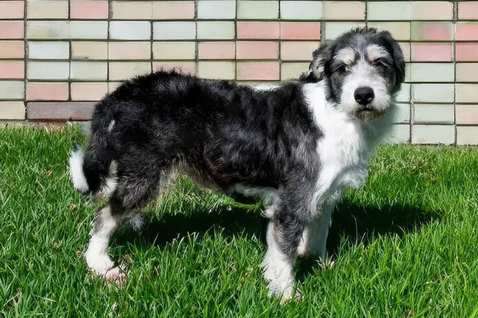 Kaylee’s Island of Misfit Dogs Rescue - Odyssey