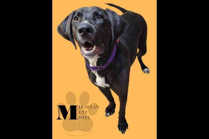 Mikaela’s Mutt Motel - Joe