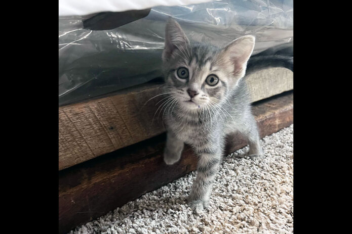 Montgomery County Animal Care and Control - Earl