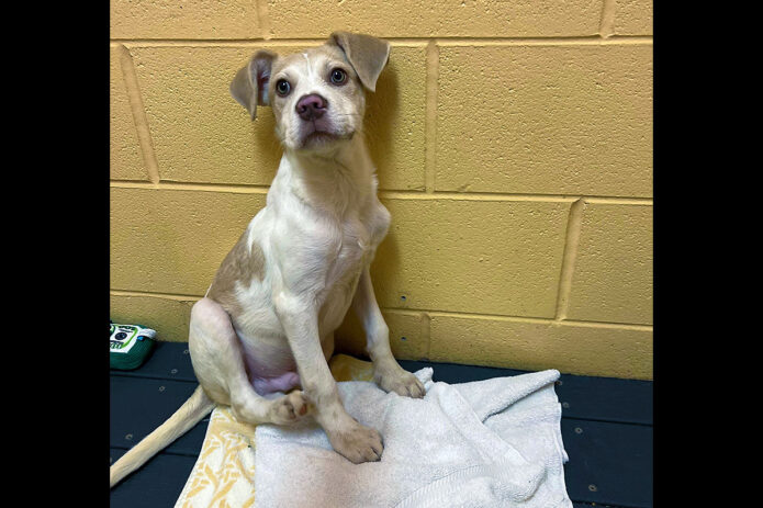 Montgomery County Animal Care and Control - Tiny