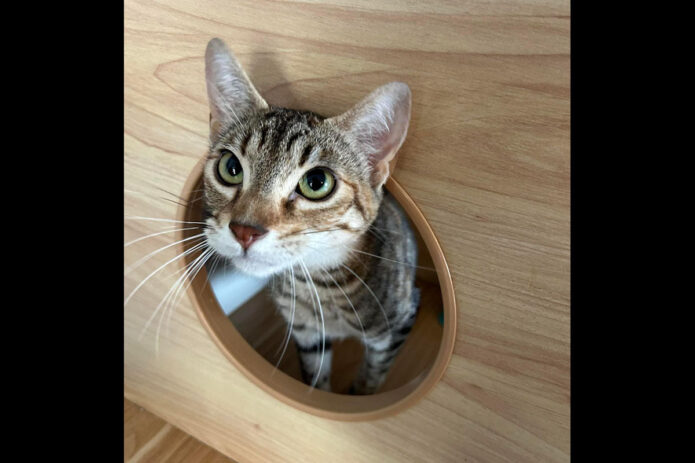 Puurrrfect Paws Rescue & Cat Cafe - Ophelia Cat