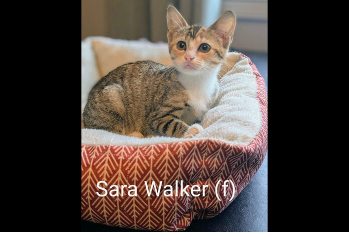Puurrrfect Paws Rescue & Cat Cafe - Sara Walker
