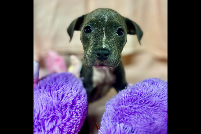 Blue Pittie Babies can be found at Sagley’s Biker Bully Farm -