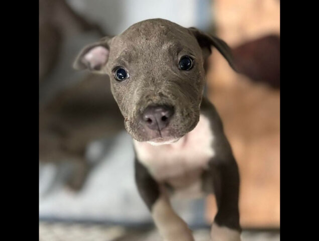 Sagley’s Biker Bully Farm - More Puppies