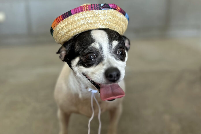 Casey can be found at Two Ladies Caring Dog Rescue