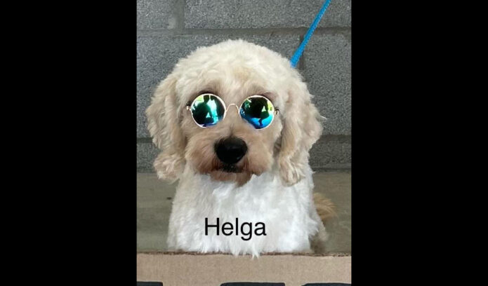 Two Ladies Caring Dog Rescue - Helga