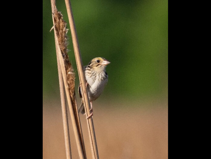 Grassland Bird Populations to be Surveyed Across Tennessee Wildlife Resources Agency in APSU-TWRA Collaboration. (APSU)