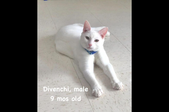 Cat Adoption Team of Stewart County (CATS) - Divenchi