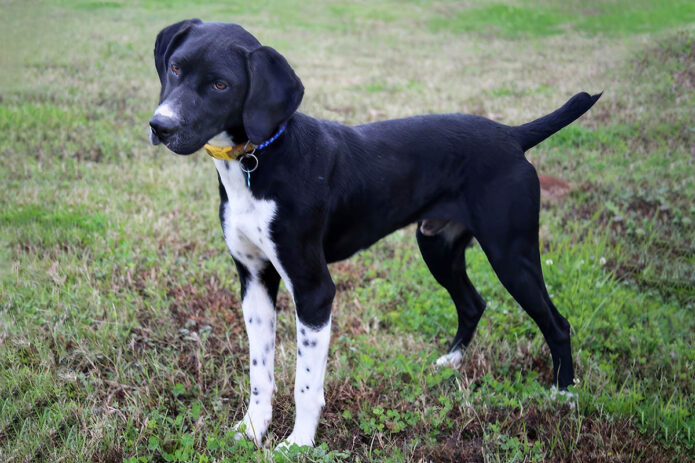 Companion Pet Rescue of Middle Tennessee - Elvis